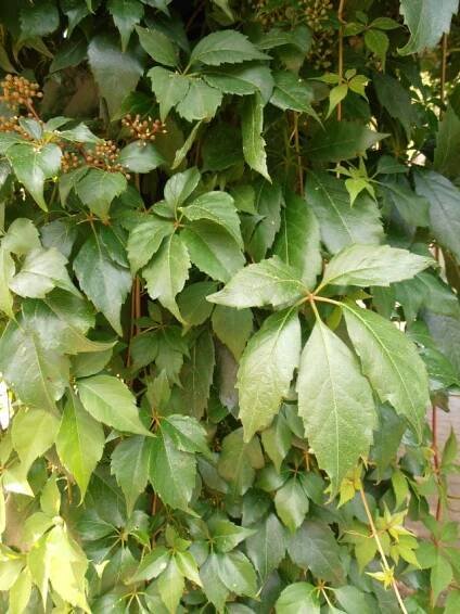PŘÍSAVNÍK PĚTIPRSTÝ - Parthenocissus ́Engelmanii ́