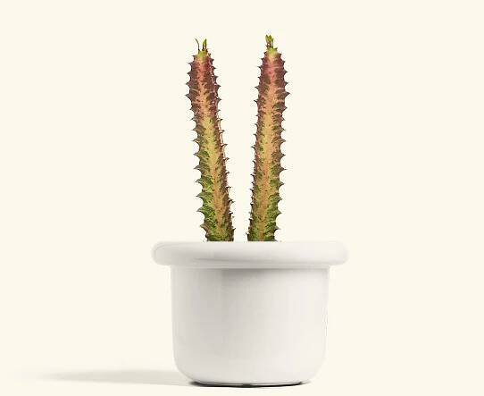 African Milk Tree, Medium