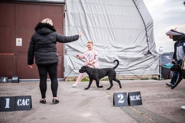 Results – Cane Corso Specialty Dog Show 2025, Brno (Czech Republic) - Cane Corso klub Česká republika