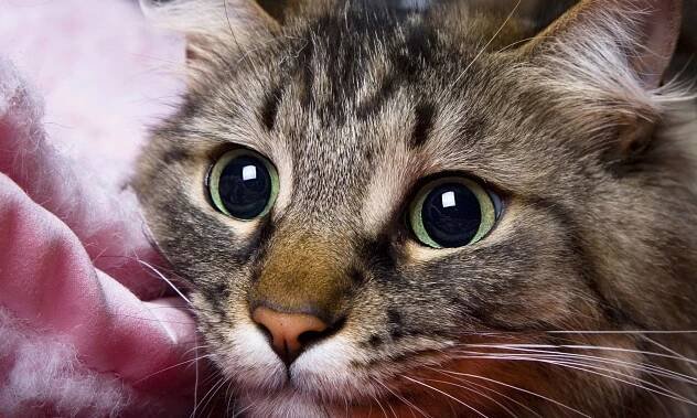 Los gatos se expresan de distintas formas