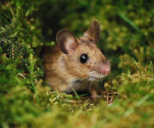 Mouse repllent plants