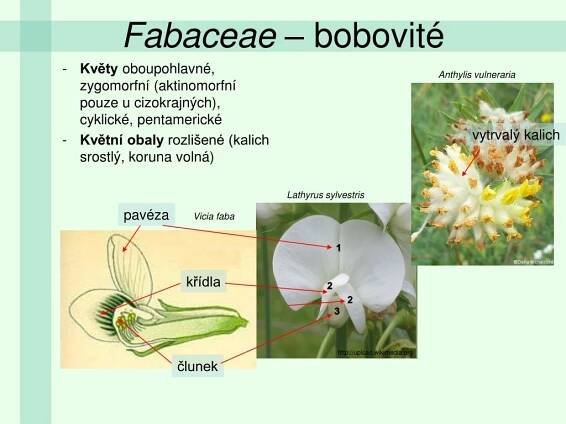 PPT - Fabaceae – bobovité PowerPoint Presentation, free download - ID:5200762