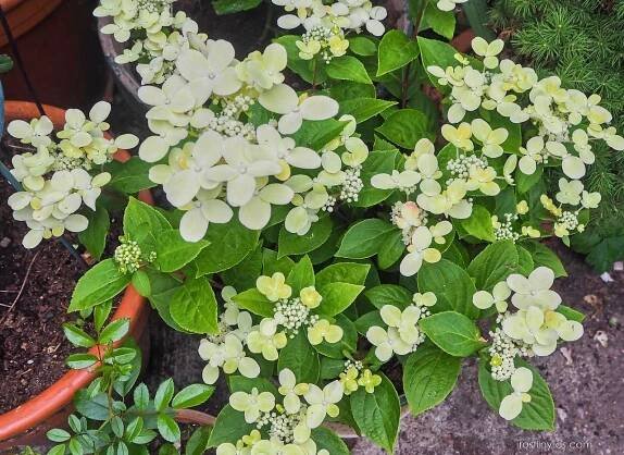Hortenzie latnatá Switch Ophelia (Hydrangea paniculata)