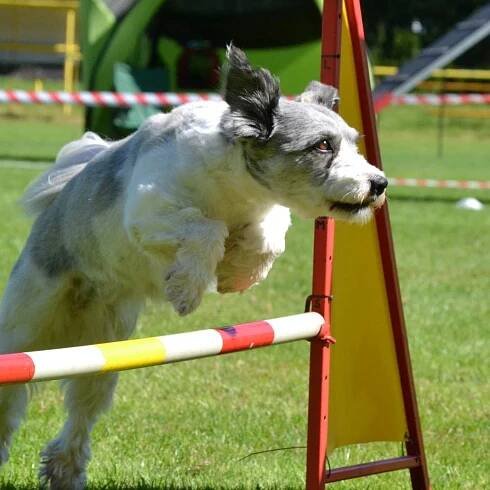 Kurz agility 