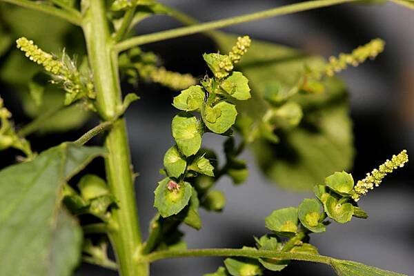 Health benefits of Indian Acalypha - Health Benefits
