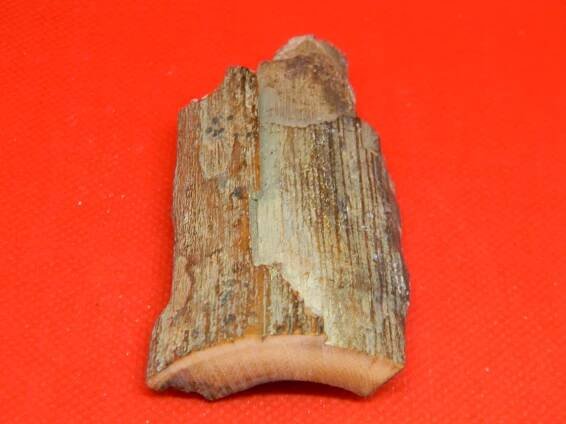 Mammal Columbian Mammoth tooth fragment 3