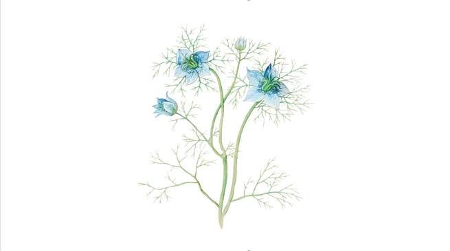 Černucha setá – Nigella sativa