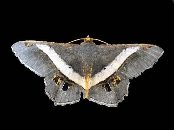 Semiothisa eleonora