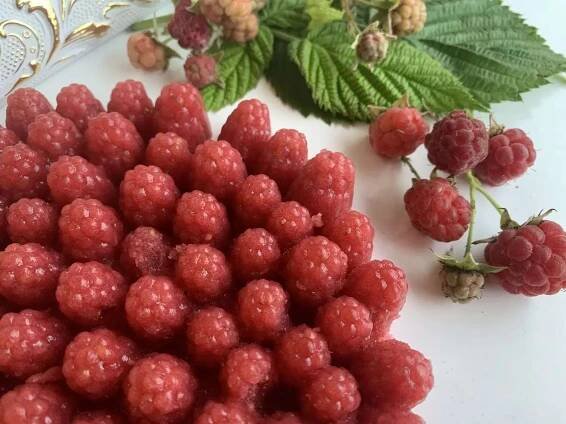 Raspberry Blackberry - Obrázek 19