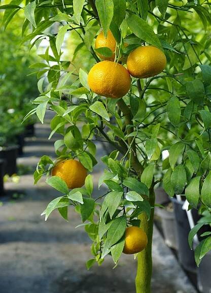 Citrus deliciosa "PATERNO" ( Ten. ) - Citrumelo - ADAVO
