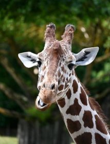 Tip na výlet: V safari parku můžete poznávat zvířata z celé Afriky. Podívejte se