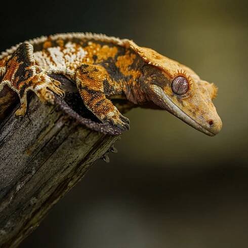 Pagekon řasnatý Rhacodactylus ciliatus samec