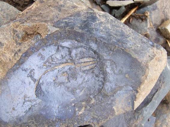 FOTO: Sběratelé trilobitů rozorali louky