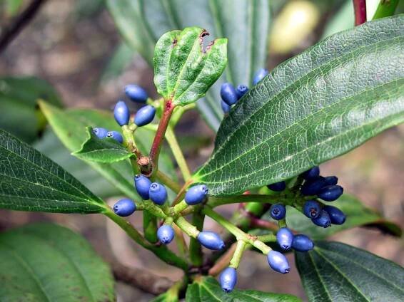 Soubor:Viburnum Berries.jpg