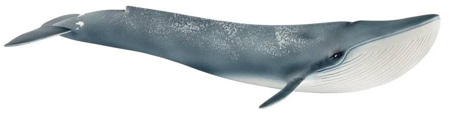 Modrá velryba