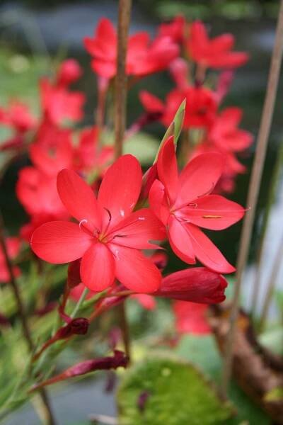 Hesperantha coccinea .JPG