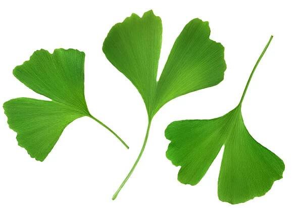 Ginkgo biloba 60 kapslí