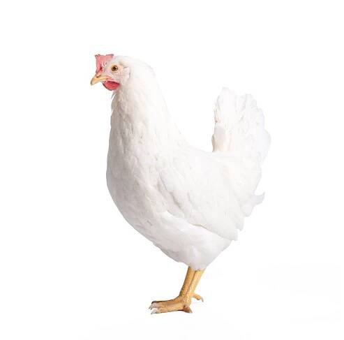 Kuřice Leghorn bílá