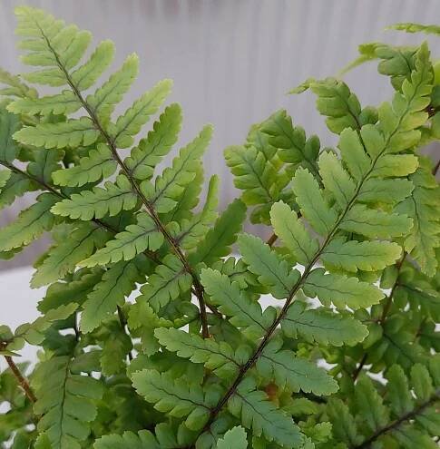 Mraz. kapradí Dryopteris affinis