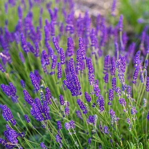 Levandule úzkolistá 'Aromatico Blue' – dlouho kvete, krásná vůně
