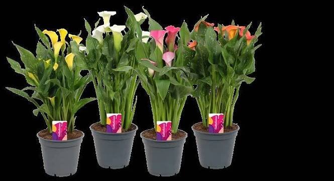 Callalicious© | Calla Zantedeschia catalogus 2024 |Vreugdenhil Bulbs & Plants by Vreugdenhil Bulbs & Plants - Issuu