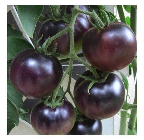 RAJČE TYČKOVÉ ČERNÉ BLACK CHERRY - SEMENA RAJČAT 5 KS - KUP SI ČAJ
