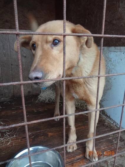 Psi k adopci z útulků, azylů a neziskových organizací