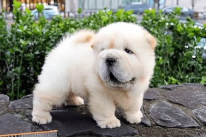 Can A American Bulldog And A Chow Chow Be Friends
