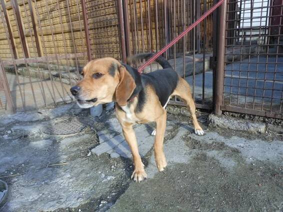 Psi k adopci z útulků, azylů a neziskových organizací