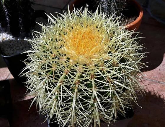 Echinocactus grusonii