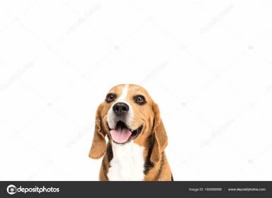 Roztomilý beagle pes — Stock Fotografie © AllaSerebrina #160958956