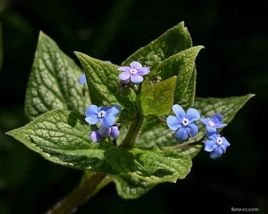Atlas - fotogalerie: brunnera macrophylla; 1