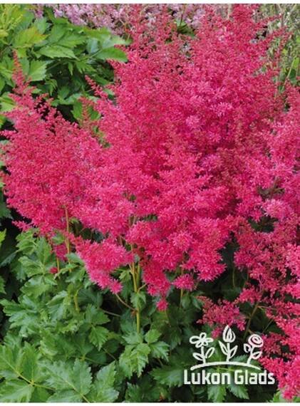 Astilbe arendsii HEAVY METAL - čechrava