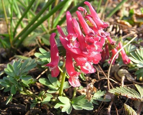 Corydalis solida 'George Baker'