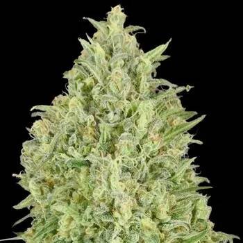 Semeno Advanced Seeds - Auto Pineapple Glue 1 ks