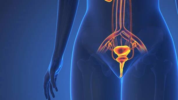 anatomie ženského močového systému - velké stydké pysky - stock snímky, obrázky a fotky