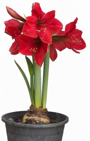 amarylis: Hippeastrum – rod jednoděložných rostlin z čeledi amarylkovitých