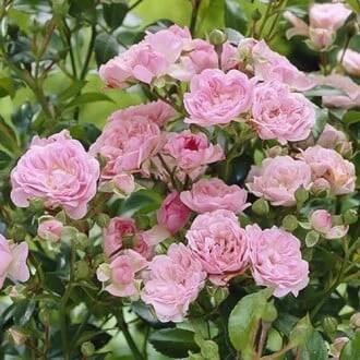 Růže floribunda The Fairy, C3