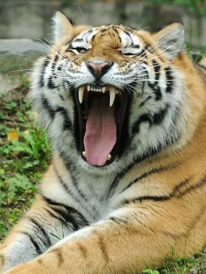 Olomoucká zoo má tygra. Je to slečna Betty a má obnovit chov