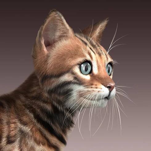 3d bengal cat 2 fur model https://p.turbosquid.com/ts-thumb/BL/ARbytV/fT2TfE8s/bengal_cat_ox_fur_11/jpg/1453534923/1920x1080/fit_q87/87b993da775db2c60bdc0438a833785b4f09f623/bengal_cat_ox_fur_11.jpg