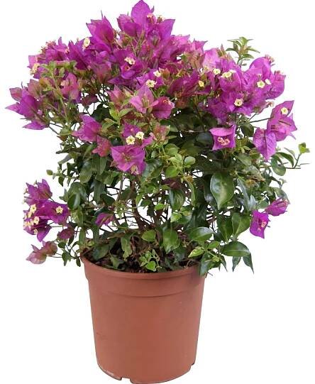 Bugenvilea keř purpurová průměr květináče cca 19 cm Bougainvillea nakoupit u OBI