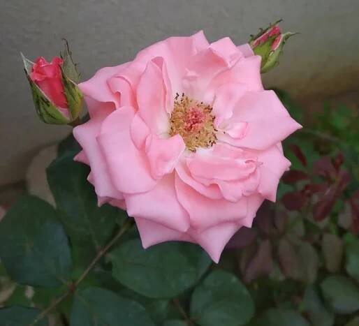 A close-up shot of a red rose growing in the garden. — Stock Image