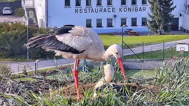 Čápy v Kájově bedlivě sleduje webkamera. Starostliví rodiče už sedí na vejcích