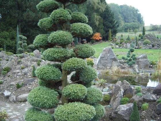 Miniarboretum ve Staříči