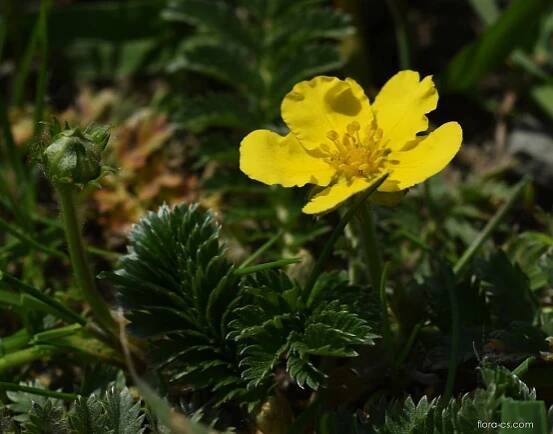 Mochna husí (Potentilla anserina)
