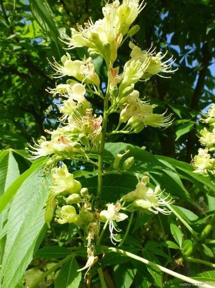 Jírovec lysý (Aesculus glabra var leucodermis)