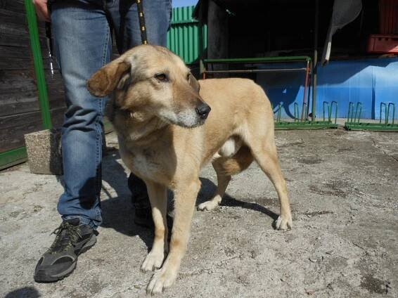 Psi k adopci z útulků, azylů a neziskových organizací
