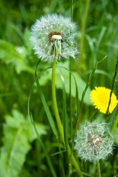 YayImages_CanYouCompostWeeds-dandelion