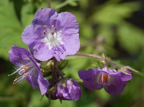 Podčeleď Hydrophylloideae: svazenka Phacelia bipinnatifida
