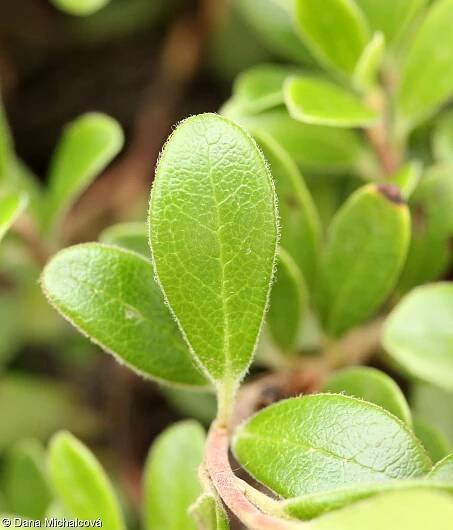 Arctostaphylos uva-ursi – medvědice lékařská